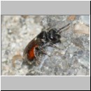 Sphecodes crassus - Blutbiene w005a 4mm - OS-Terasse det.jpg